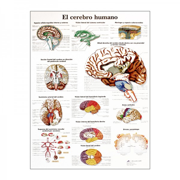 Lâmina de anatomia: Cérebro humano